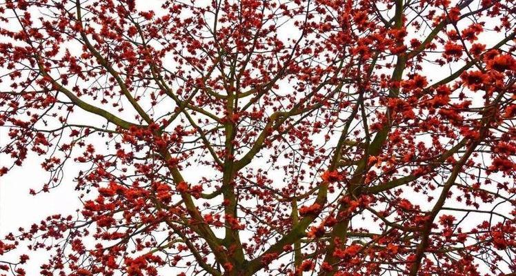 大骨头的花语有何特别含义？大骨头在花语中象征着什么？
