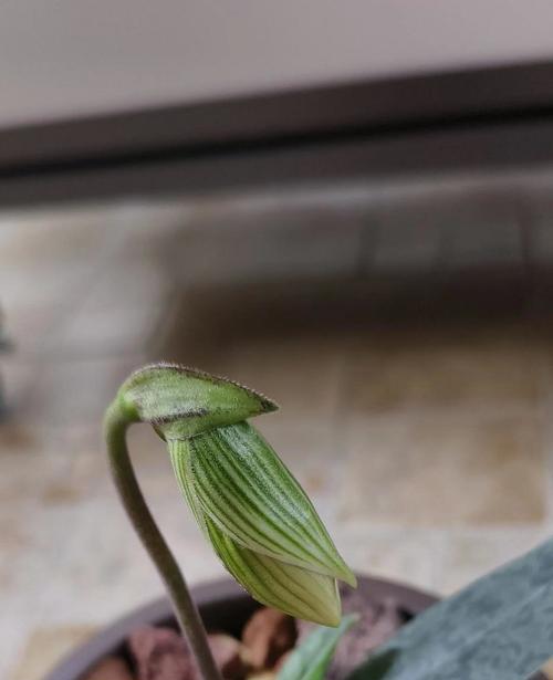 大骨头的花语有何特别含义？大骨头在花语中象征着什么？