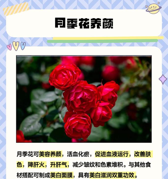 月季花的种植技巧有哪些？月季花种植过程中常见问题如何解决？