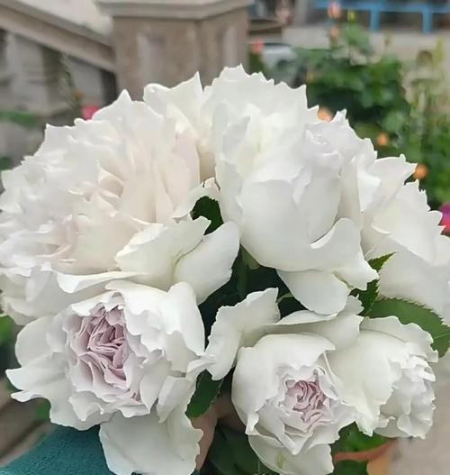 月季花的种植技巧有哪些？月季花种植过程中常见问题如何解决？
