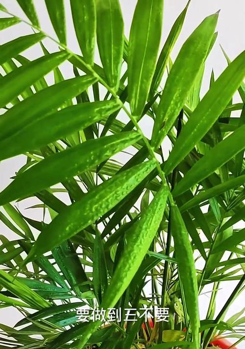 袖珍椰子树的养护技巧有哪些？