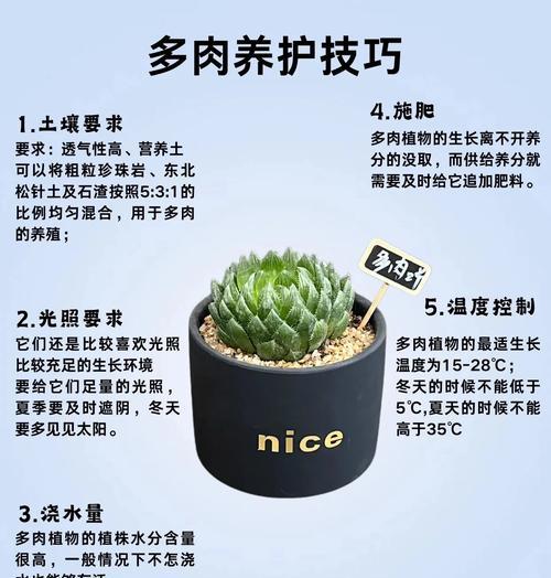 多肉子宝的养殖技巧有哪些？如何确保其健康成长？