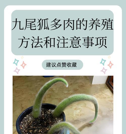 多肉子宝的养殖技巧有哪些？如何确保其健康成长？