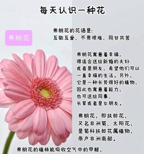 戴荔花的花语有哪些？它代表了什么意义？