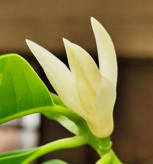 冬天开的花有哪些花朵？冬天适合种植什么花？