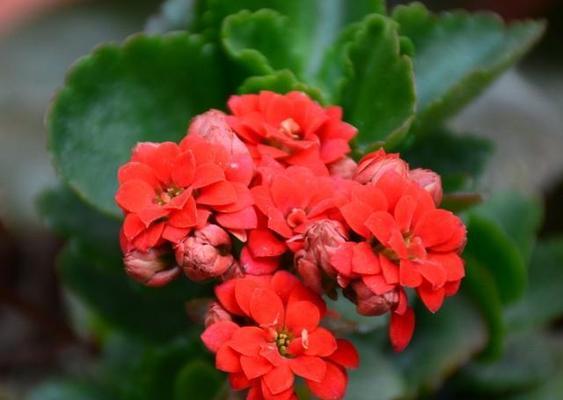 冬天开的花有哪些花朵？冬天适合种植什么花？