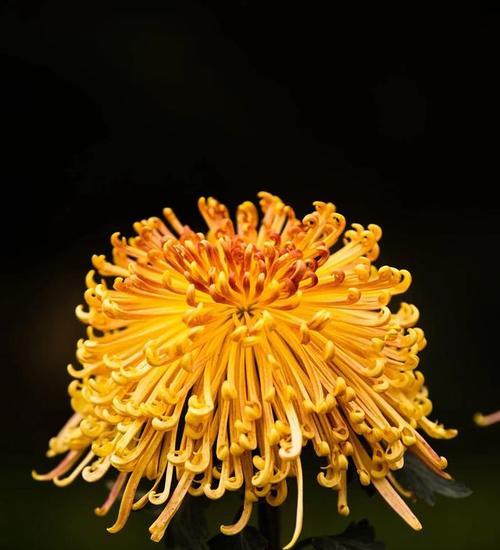 冬天开的花有哪些花朵？冬天适合种植什么花？