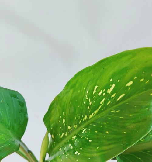 花叶万年青的浇水技巧是什么？多久浇一次水合适？