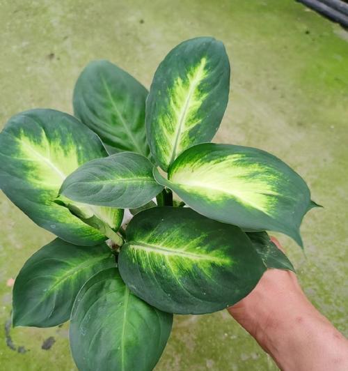 花叶万年青的浇水技巧是什么？多久浇一次水合适？