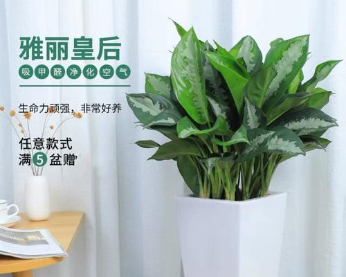 花叶万年青的浇水技巧是什么？多久浇一次水合适？