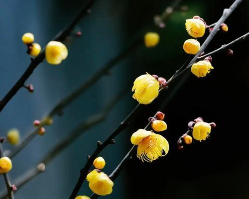 梅花的种植技巧有哪些？如何确保梅花的成活率？