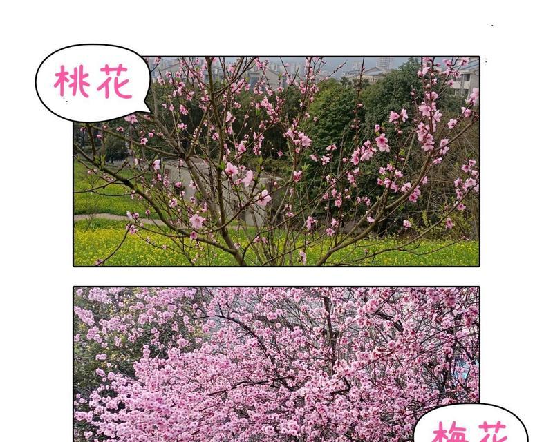 梅花的种植技巧有哪些？如何确保梅花的成活率？
