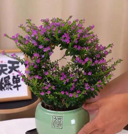 满天星花束的养殖方法是什么？如何保持满天星花束的美丽？