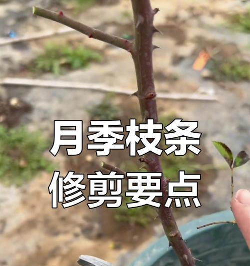 鲜花修剪的最佳时机是什么时候？如何正确修剪？