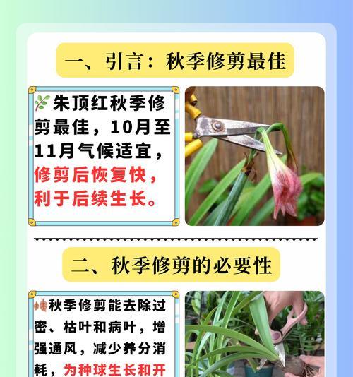 鲜花修剪的最佳时机是什么时候？如何正确修剪？