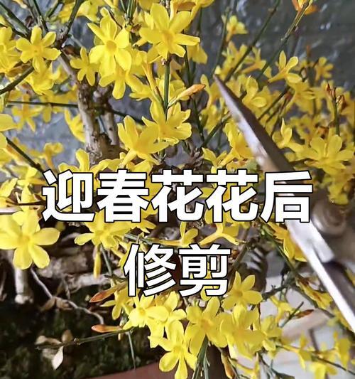 鲜花修剪的最佳时机是什么时候？如何正确修剪？