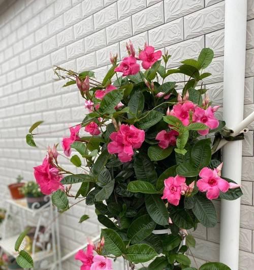 爬藤拱门的花语代表什么含义？