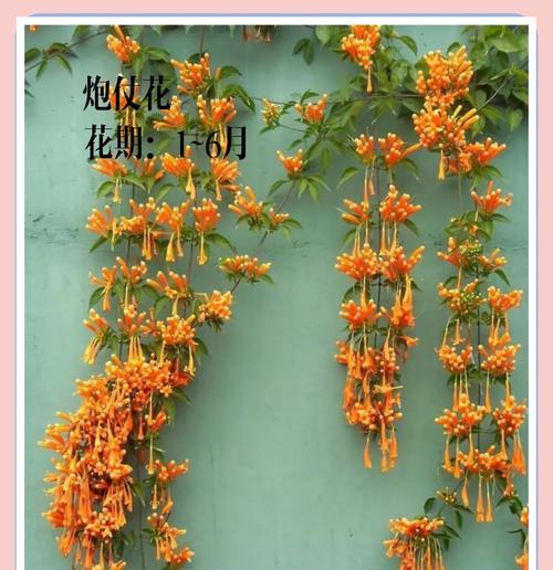 爬藤拱门的花语代表什么含义？