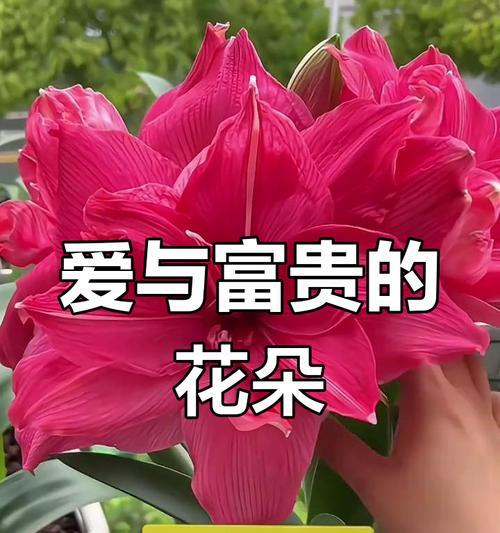 平安富贵的花语代表了什么含义？