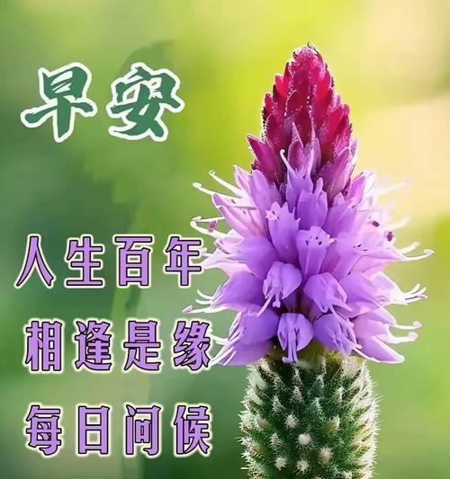 平安富贵的花语代表了什么含义？