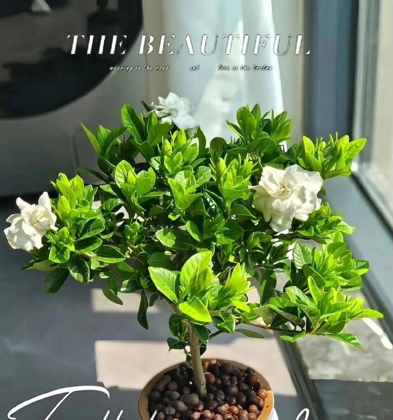 栀子花的花语是什么？搜索栀子花花语有哪些发现？