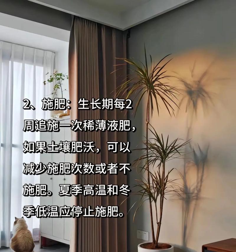 千年木的正确浇水方法是什么？