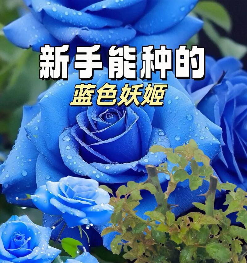 蓝玫瑰16朵花语是什么？16朵蓝玫瑰的寓意是什么？