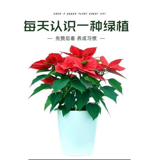 一品红叶子不红的原因是什么？如何让一品红叶子变红？