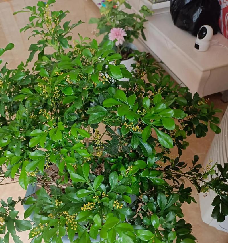 香水草木的花语是什么？这种花语有何特别之处？