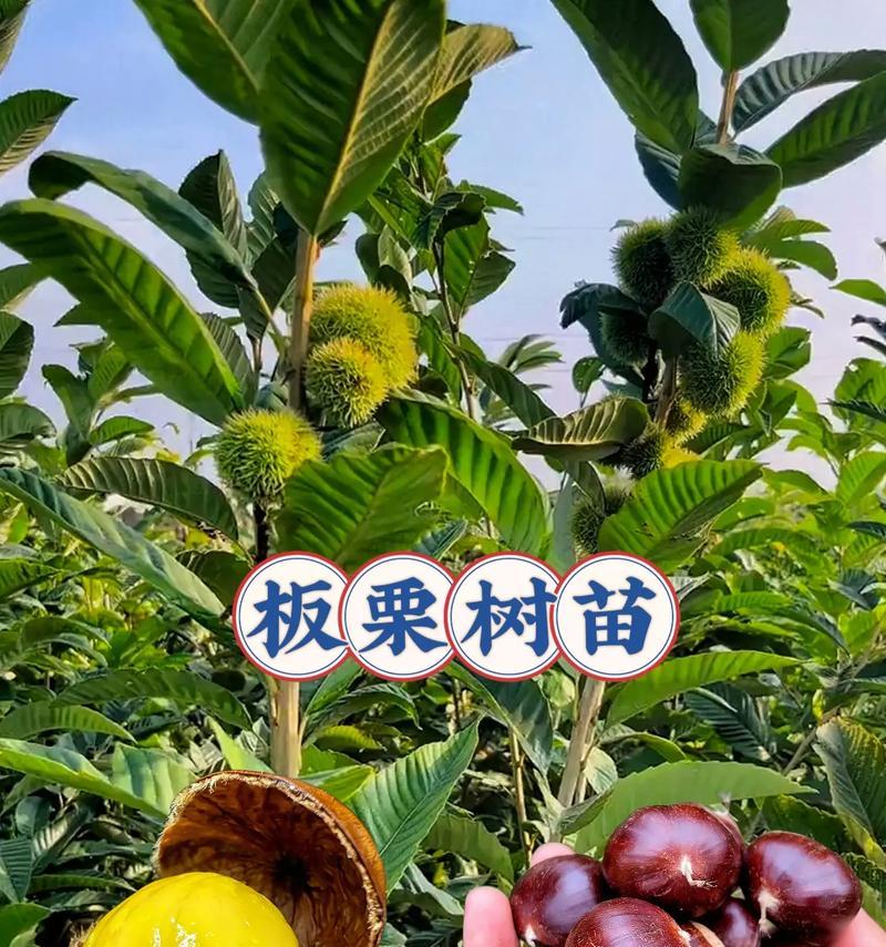板栗种子盆栽的制作步骤是什么？如何确保成活率？