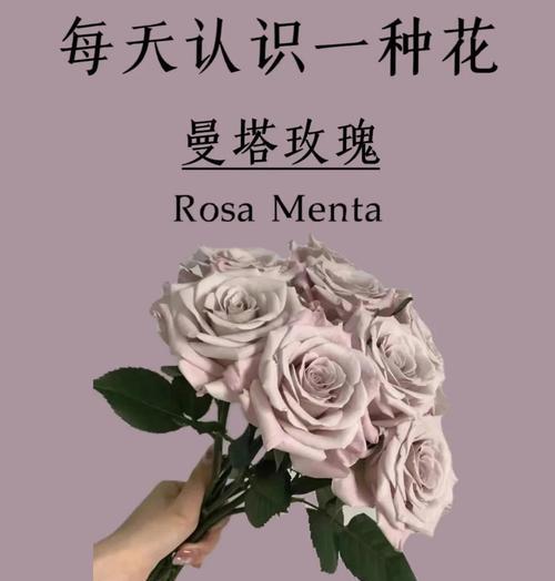 曼塔花语代表什么含义？