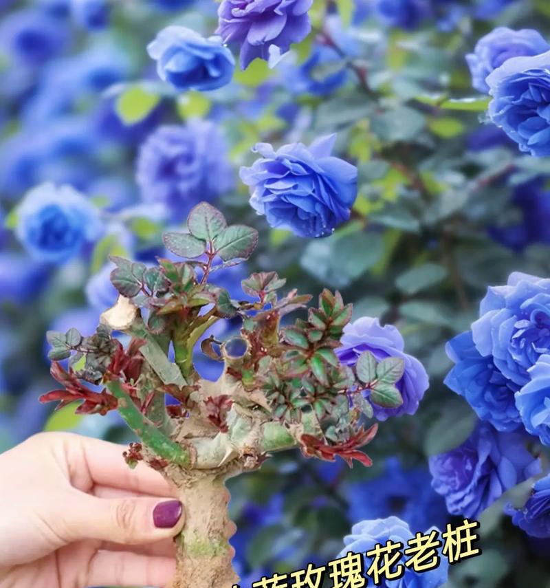 几朵蓝色妖姬代表什么花语？它在送花时有何特殊含义？