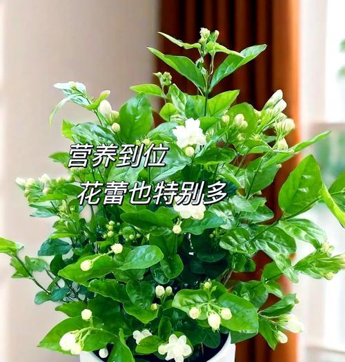 茉莉花的养殖要点是什么？如何让茉莉花持续开花？