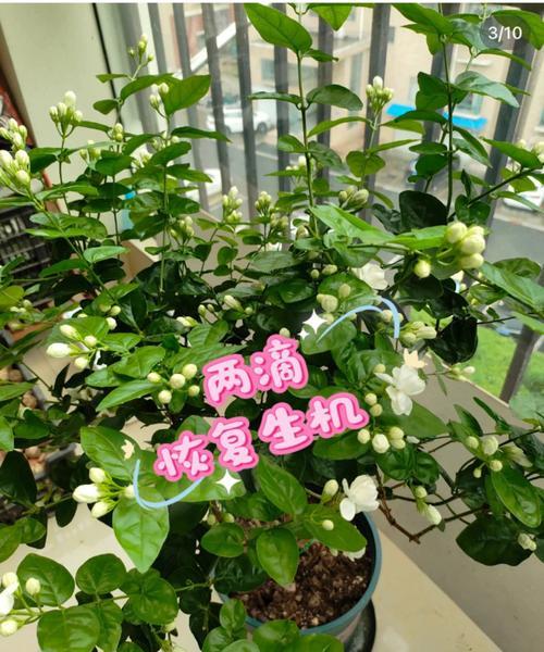茉莉花的养殖要点是什么？如何让茉莉花持续开花？