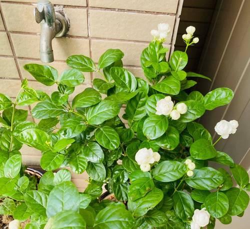 茉莉花的养殖要点是什么？如何让茉莉花持续开花？