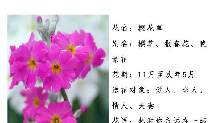 粉樱花的花语有哪些含义？