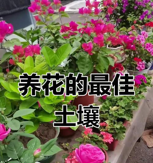 种植花卉选择哪种土壤最佳？如何配制理想花土？