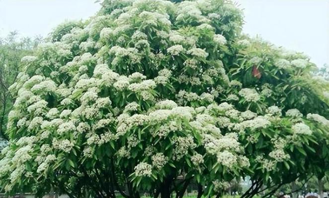 石楠花的花语是什么？它象征着什么？