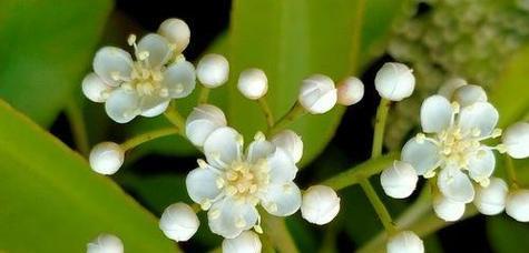 石楠花的花语是什么？它象征着什么？