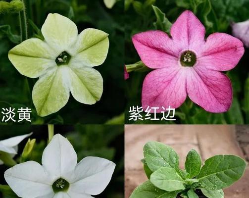 种植花卉选择哪种土壤最佳？如何配制理想花土？