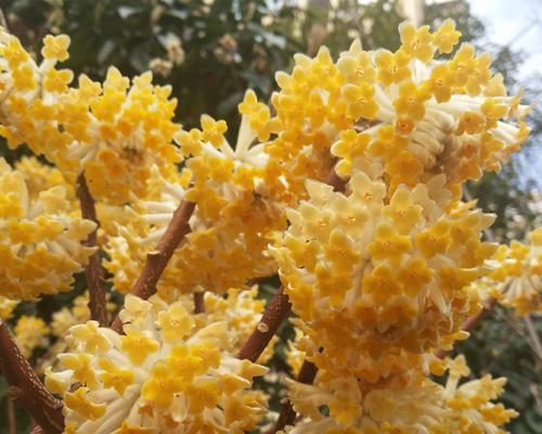 花语芬芳的香味有何特点？如何通过香味了解花语？