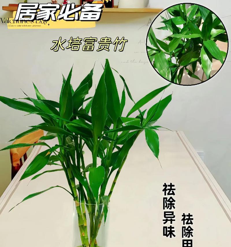 富贵竹的正确修剪方法是什么？如何保持富贵竹的美观？