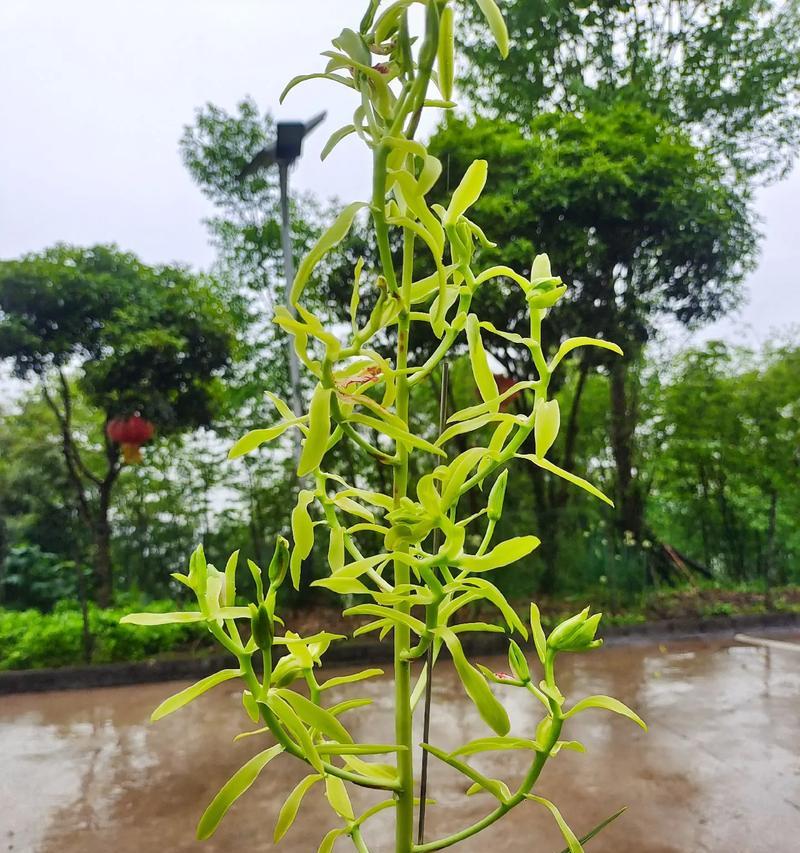 慧兰花的寓意和花语有哪些？