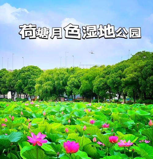 荷塘中种植水生植物的建议是什么？