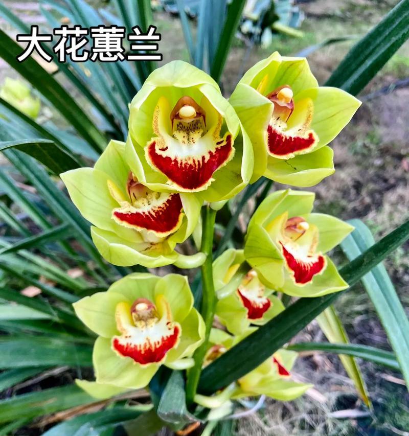 慧兰花的寓意和花语有哪些？