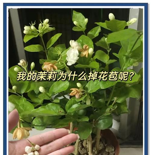 室内养花推荐哪种肥料？使用肥料的正确方法是什么？