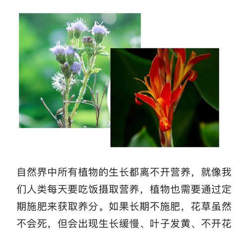 室内养花推荐哪种肥料？使用肥料的正确方法是什么？