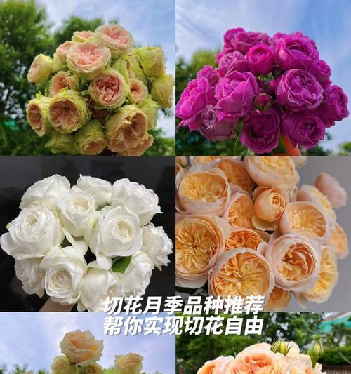 哪种切花玫瑰品种最香？香味持久度如何？