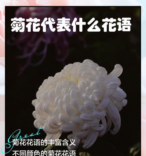 落城花语代表了什么？落城花语有何深意？
