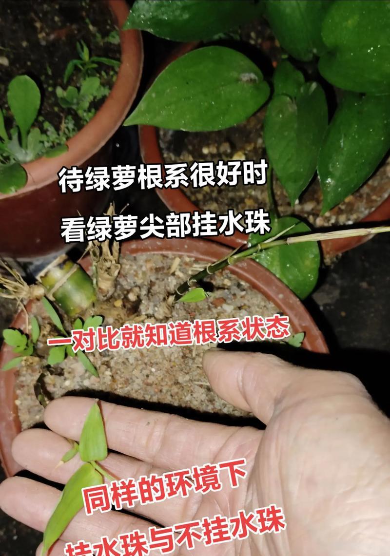 绿萝分枝有什么好方法？怎样促进其快速生长？
